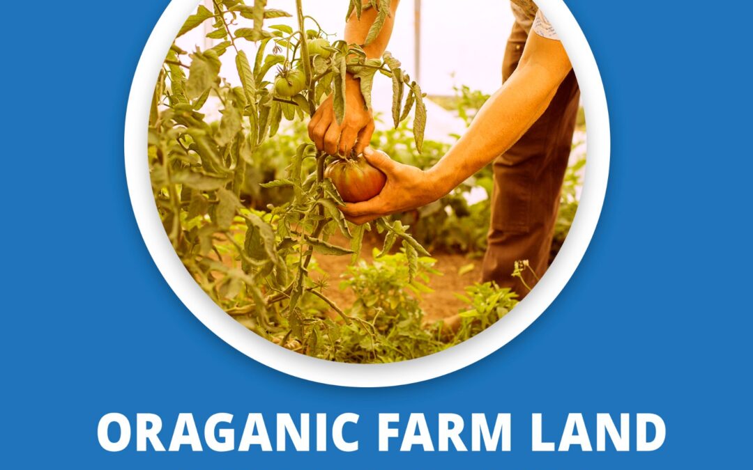 Organic Farm Land at Just 3,99,999 for 5 Guntas!