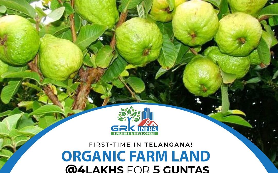 Organic Farm Land at Just 4Lakh for 5 Guntas (605 Square Yards)