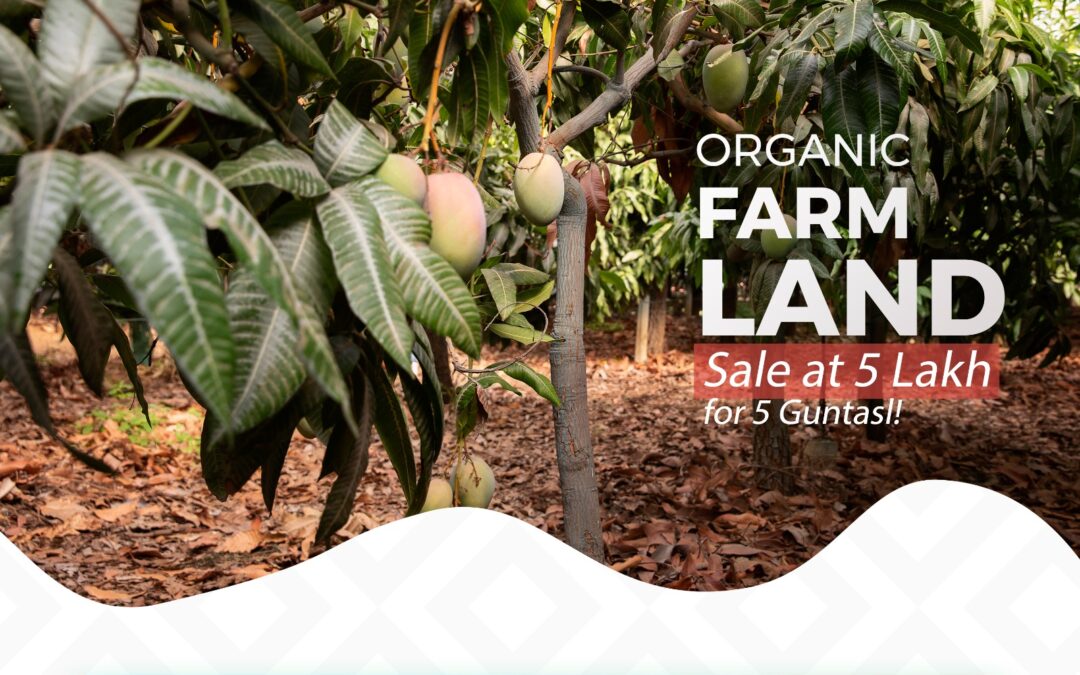 Organic Farm Land Sale at 5 Lakhs for 5 Guntas (605 Square Yards) in Kangti, Sangareddy. Few Left! Book Now. Call: 088864 54446 or Visit: https://grkinfra.in Hyderabad. hashtag#farmland hashtag#farmlandforsale hashtag#landforsale hashtag#Hyderabad hashtag#realestate hashtag#realestateinvesting hashtag#farmlandinvestment