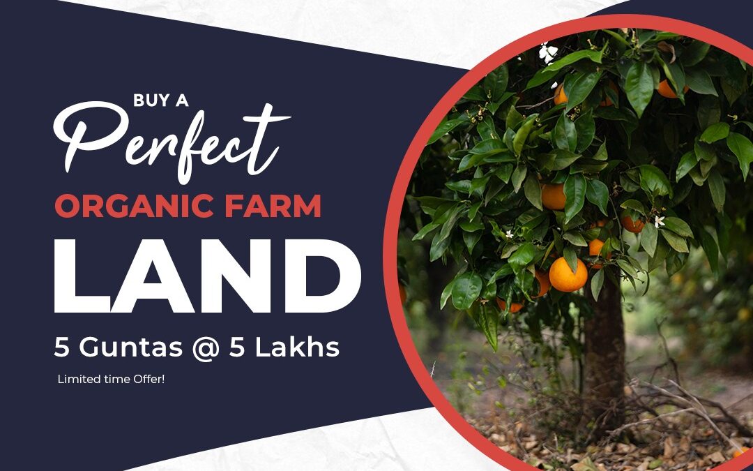 Buy a Perfect Organic Farm Land at 5 Lakhs (5 Guntas, 605 Square Yards) GRK's Sukhibhava Organic Farm Lands. Few Left! Book Now. Call: 088864 54446 or Visit: https://grkinfra.in Hyderabad. #farmland #farmlandforsale #landforsale #Hyderabad #realestate #realestateinvesting #farmlandinvestment