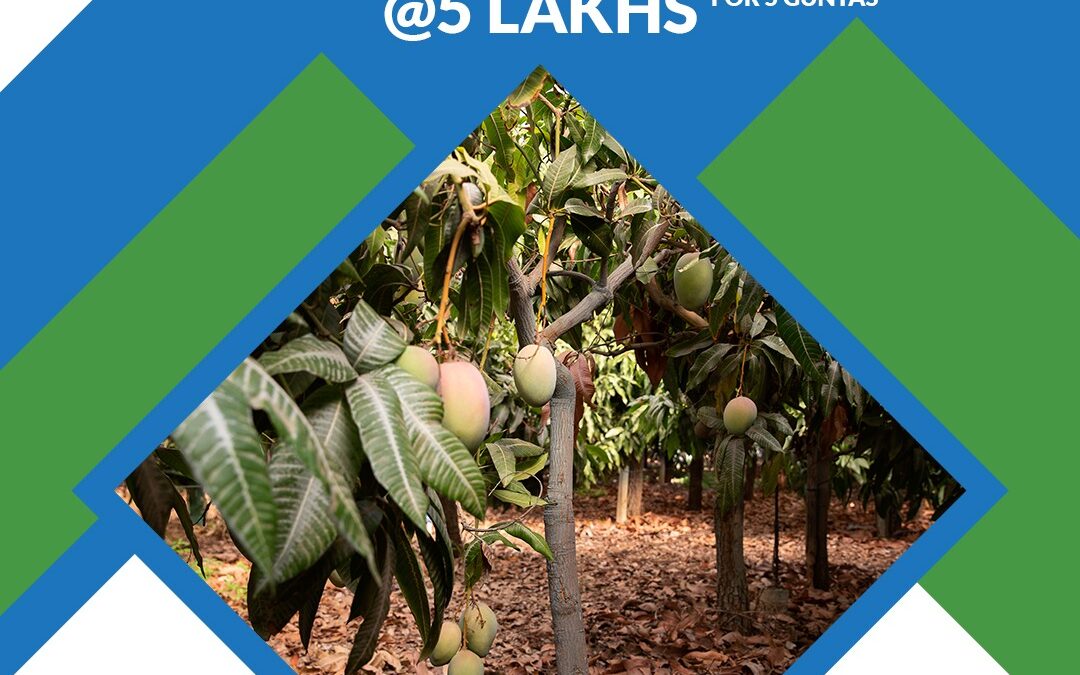 Organic Farm Land @5 Lakhs for 5 Guntas! Call. 088864 54446 or Visit: https://grkinfra.in GRK Infra Builders & Developers #farmland #farmlandforsale #landforsale #Hyderabad #realestate #realestateinvesting #farmlandinvestment